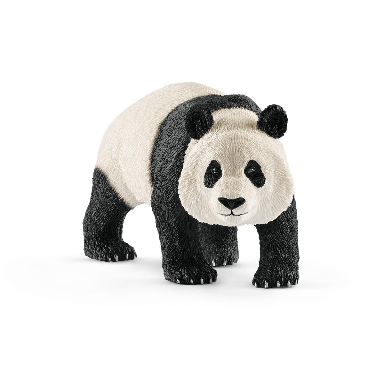 Panda male Panda male