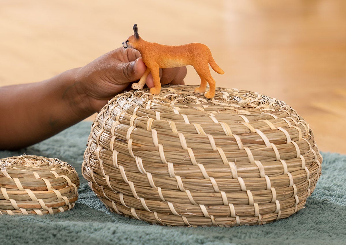 Caracal femmina
