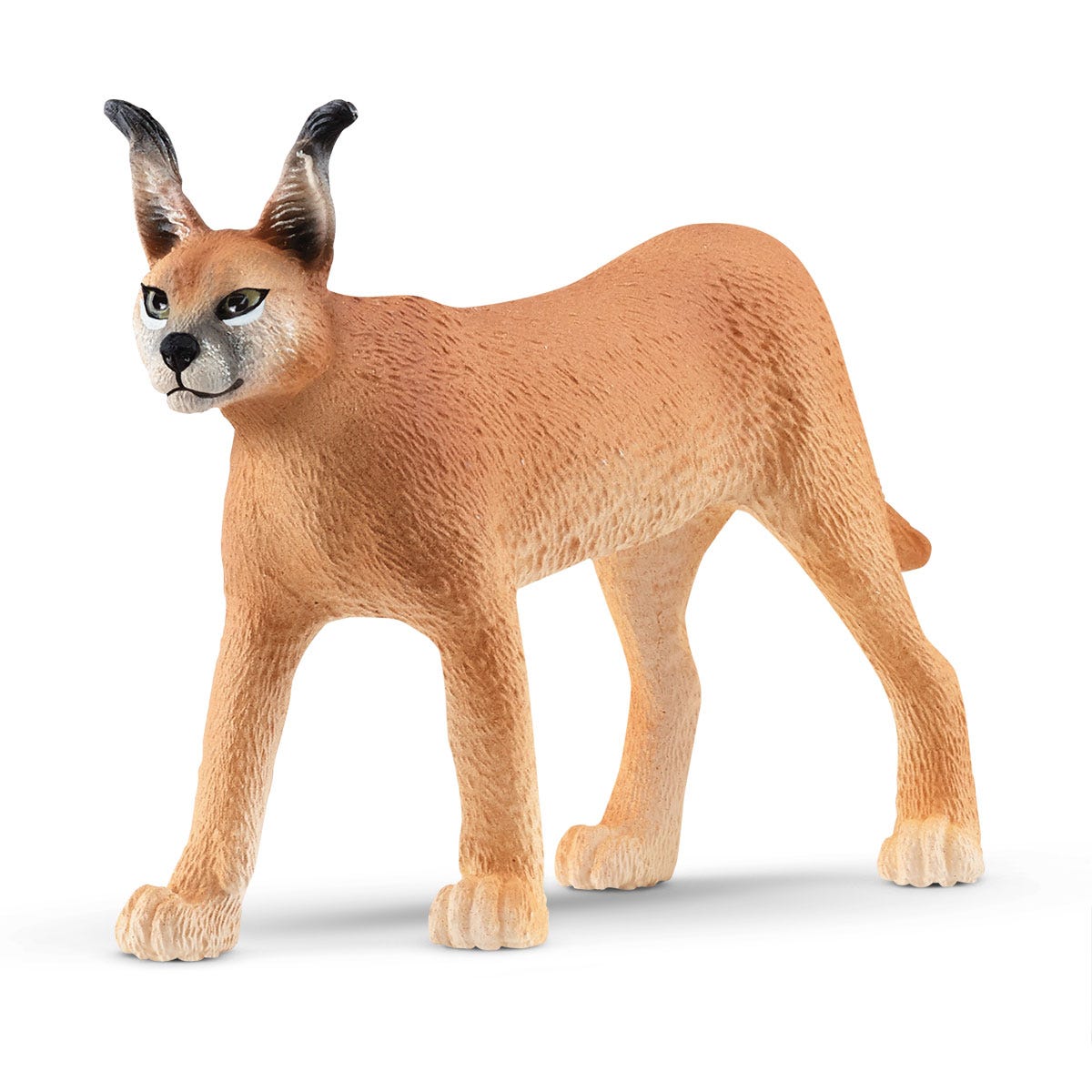 Caracal femmina