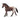 Cavalla Appaloosa
