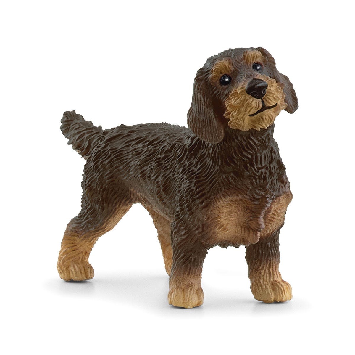 Wire-Haired Dachshund