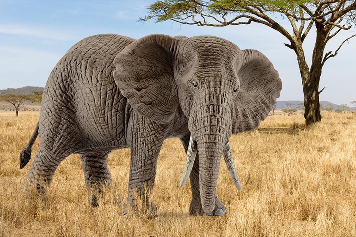 African elephant, female