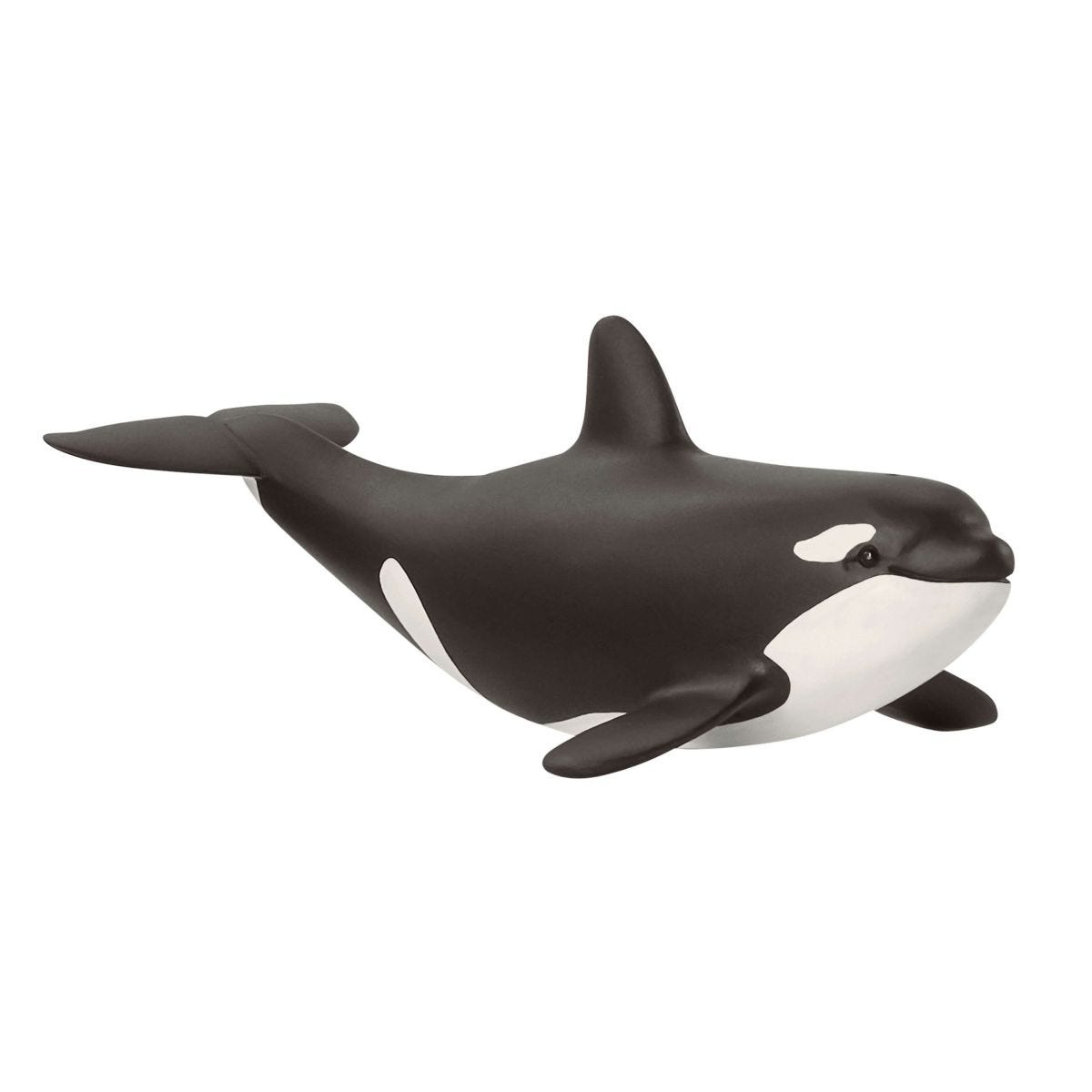 Cucciolo di orca 