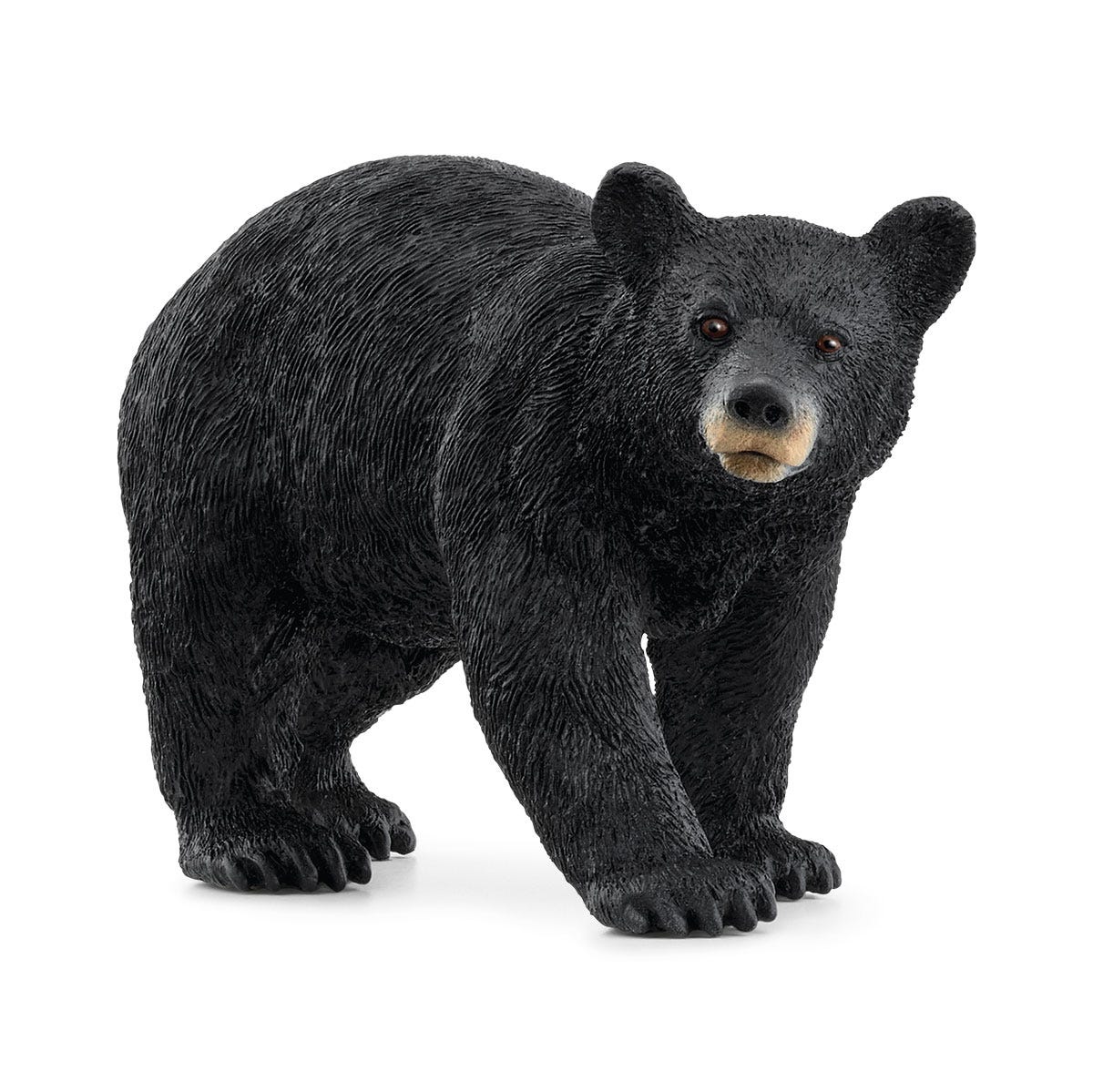 Orso nero americano