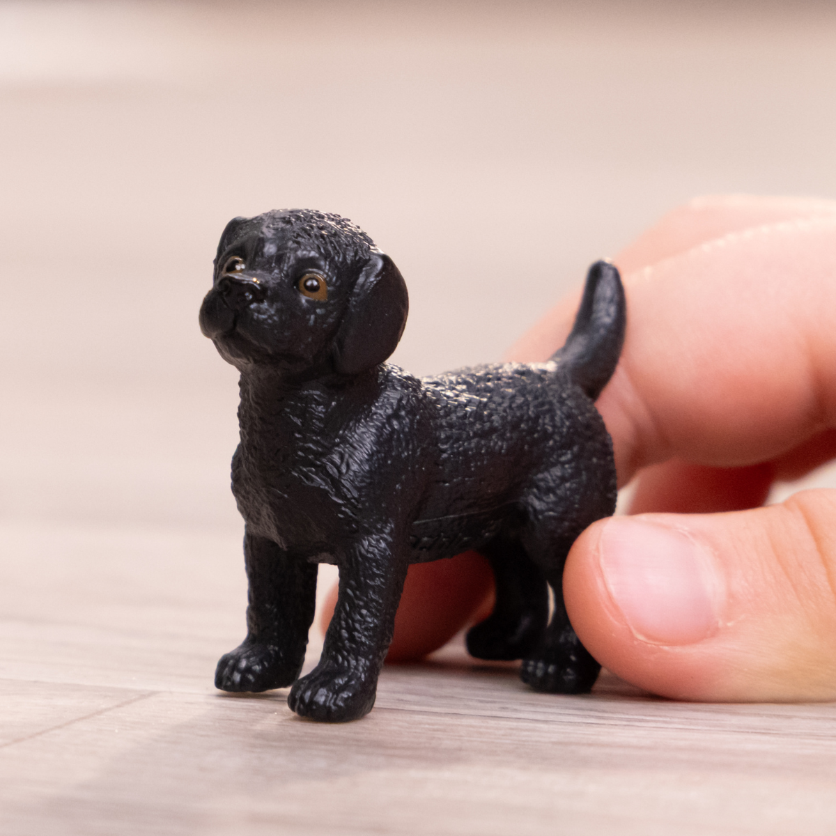 Cucciolo di Labrador Retriever nero