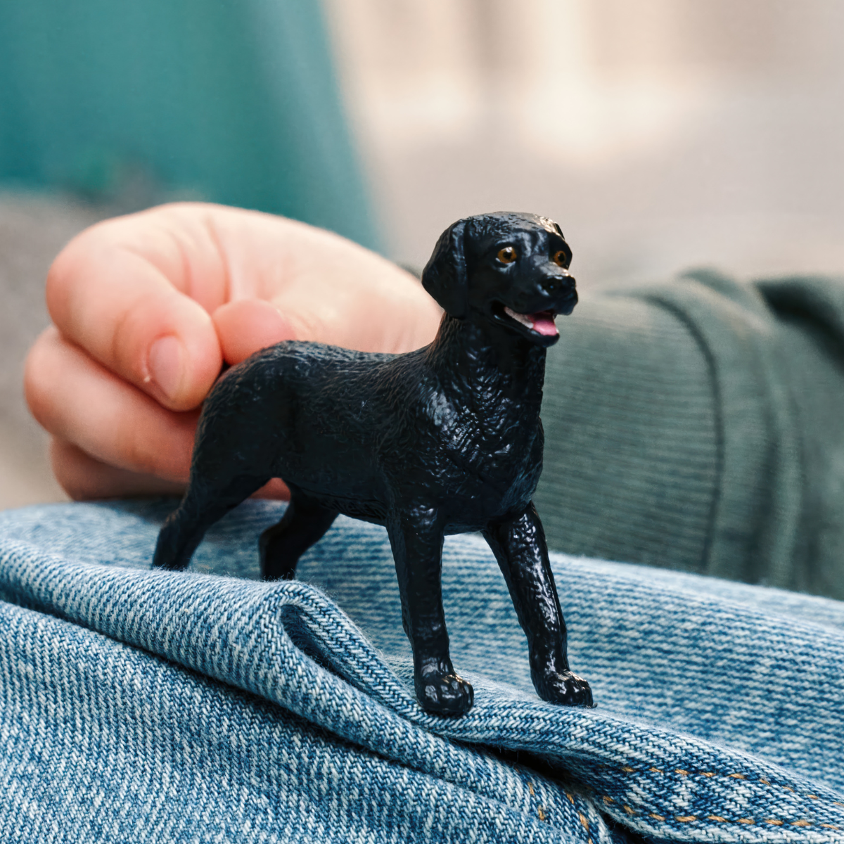 Femmina nera di Labrador Retriever