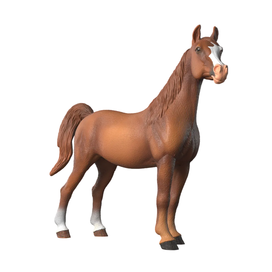 Amira, Giumenta araba 1:12